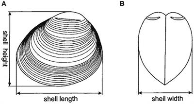 Potential for Genetic Improvement of Resistance to Perkinsus olseni in the Manila Clam, Ruditapes philippinarum, Using DNA Parentage Assignment and Mass Spawning